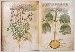  gizemli voynich el yazması