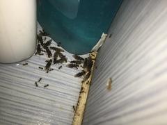Banyoyu birden karıncalar bastı bunlar ne yapıyor ss'li