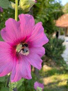 [sizer]📷 CEP TELEFONU FOTOĞRAFÇILIĞI [ANA KONU] 📷