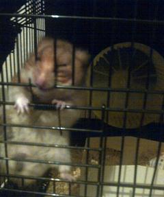  Hamsterım Aniden Öldü :(