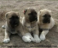 Satılık kangal- Kangal fiyatları- Ucuz kangal- Kangal yavrusu