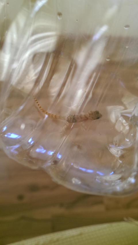 yavru kertenkele yakaladim cok sevimli SS li