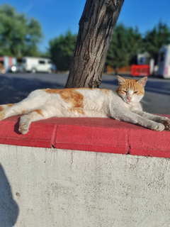 [sizer]📷 CEP TELEFONU FOTOĞRAFÇILIĞI [ANA KONU] 📷