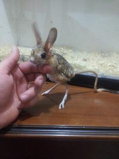 Mini kanguru jerboa kemirgenlerim...