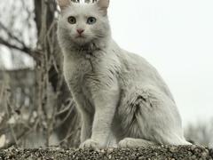 Yabancı siyah kedi Van kedimin peşinden ayrılmıyor!