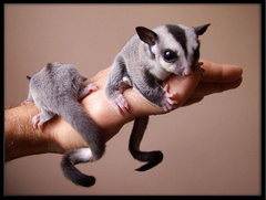  Sugar Glider