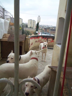  Dogo Argentino Hakkında Bilgiler