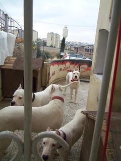  Dogo Argentino Hakkında Bilgiler