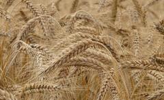 Türkiye, tarihinde ilk kez Hindistan’dan buğday ithal etti