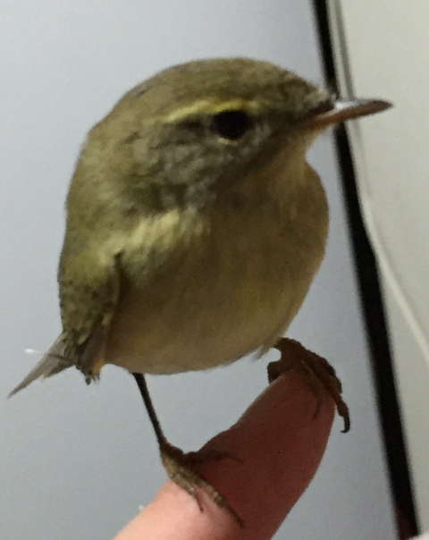 bu kuşun cinsi nedir?