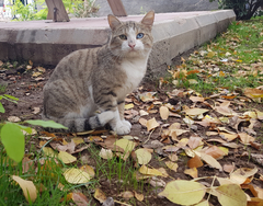 ****** KEDİ FOTOĞRAFLARI ******