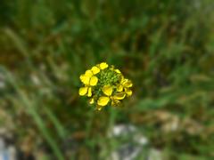  Ben de birkaç fotoğraf koyayım. (Yeni Fotoğraflar Eklendi.)