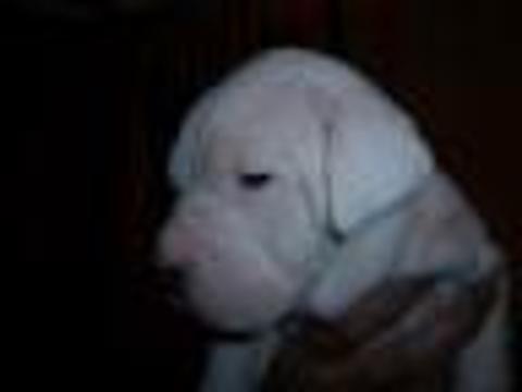 Insan eli ile ortaya cikan irk DOGO ARGENTINO