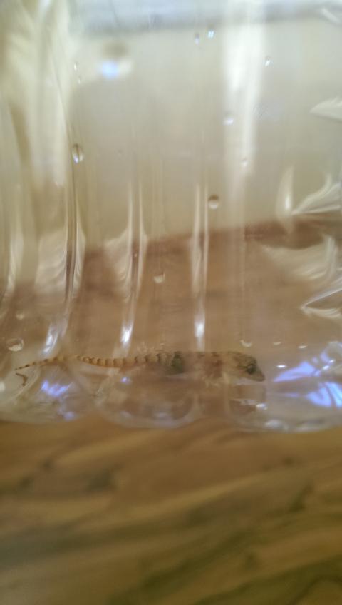 yavru kertenkele yakaladim cok sevimli SS li