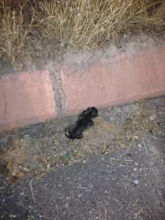  Sokakta yavru köpek bulduk