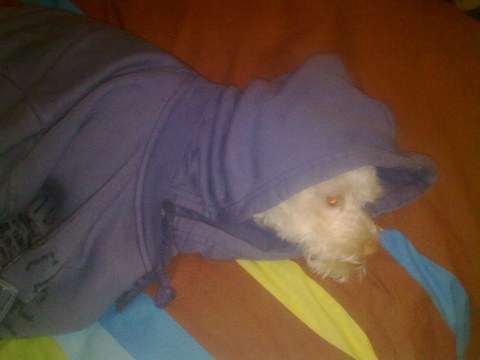Köpeğimden kareler Bol SS'li (6 yeni SS) (Tüylü - Tüysüz) (F5)