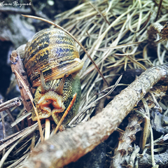 [sizer]📷 CEP TELEFONU FOTOĞRAFÇILIĞI [ANA KONU] 📷