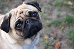  PUG CİNSİ YAVRU KÖPEK SAHİPLENMEK İSTİYORUM