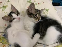 2 Yavru Kedi Sahiplendim Aşılar-Mama Hk