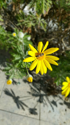  Note 4 ile çekilmiş fotoğraflar