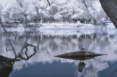 KIZILÖTESİ FOTOĞRAFÇILIK ( INFRARED PHOTOGRAPHY )