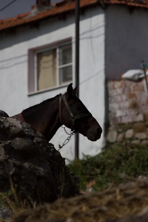 Taktik-sergi-amatör çekimler içerir
