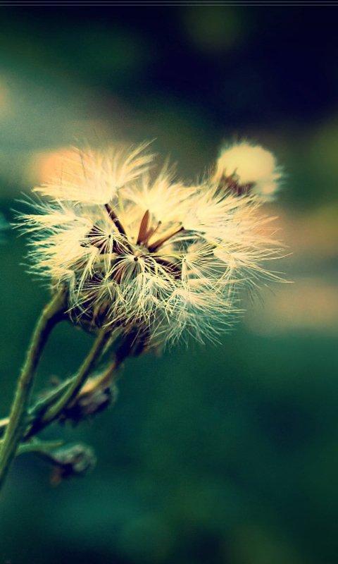 NOKIA S^3 / Anna / Belle - Uygulama / Oyun / Tema - Ana Konu II