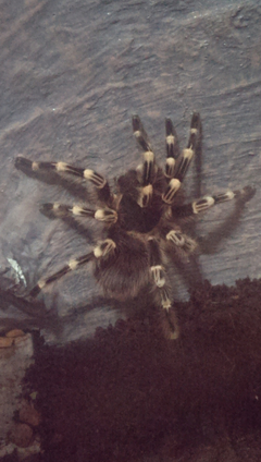  Tarantula