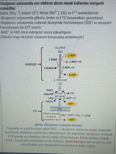 oksijensiz sonumda kafa karışıklığı