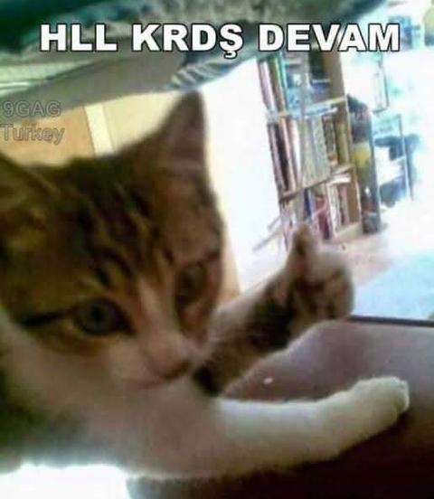 Evde Kedi Beslemek Yasaklanmalı