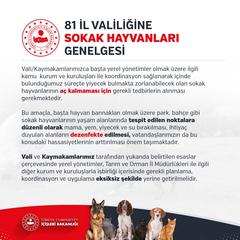 Kediler ve Şirket Çalışanları