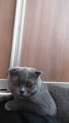  Scottish Fold (Ana Konu)