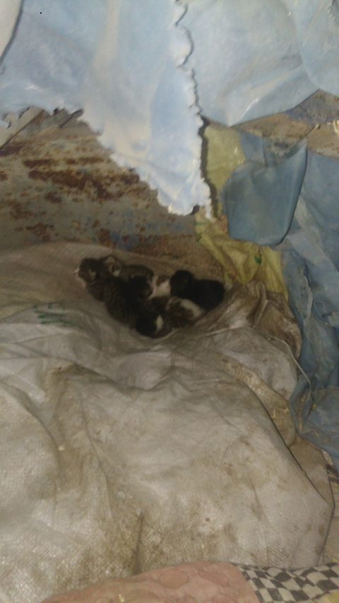 Kedi buldum acil