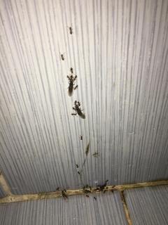 Banyoyu birden karıncalar bastı bunlar ne yapıyor ss'li