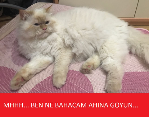 KEDİ'Mİ CAPS YAPACAK ?