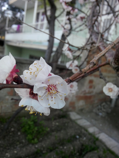 [sizer]📷 CEP TELEFONU FOTOĞRAFÇILIĞI [ANA KONU] 📷