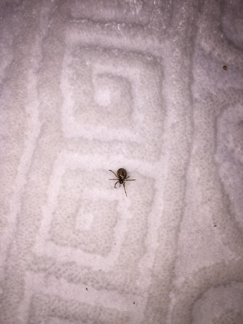 Sizce bu böceğin cinsi nedir?