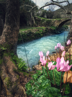 [sizer]📷 CEP TELEFONU FOTOĞRAFÇILIĞI [ANA KONU] 📷