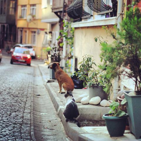 Yeni başladım yorum yaparsanız sevinirim (YENİ FOTOĞRAFLAR EKLENDİ)