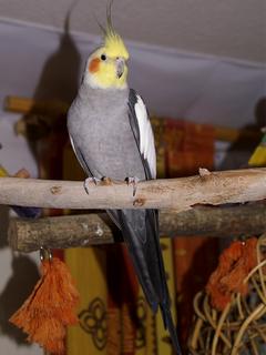  Sultan Papağanı ve Muhabbet Kuşu Beslenmesi ve Bakımı