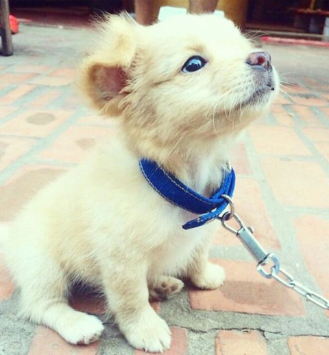 Bu köpeğin cinsi nedir ?