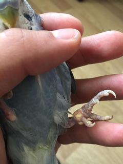 Muhabbet kuşumun ayağındaki şişlik acil yardım