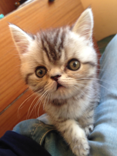  Scottish Fold sahiplenmek istiyorum