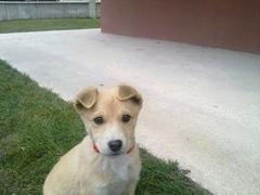  border collie & golden retriever & labrador retriever