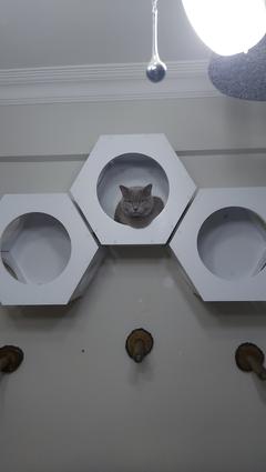 Dekoratif kedi oyun alanı