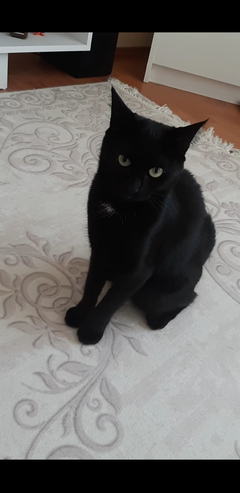 forum donanimhaber com