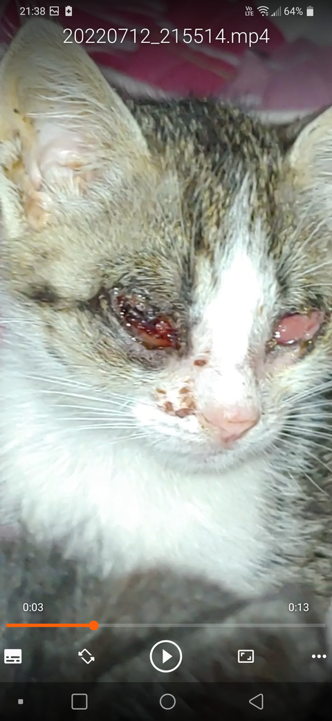 Yavru kedilerde göz enfeksiyonu