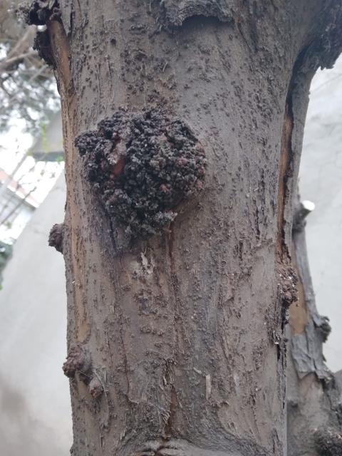 Bu ayva ağacındaki görüntü bir hastalık mıdır?