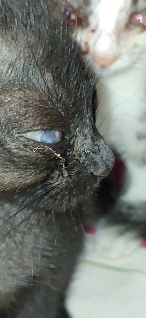 Yavru kedilerde göz enfeksiyonu