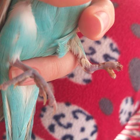 Kuşum parmaklarını yedi !!